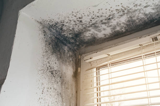 Affordable Mold Cleanup solutions in Madison, MD